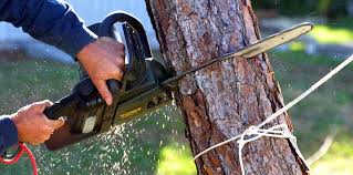 Professional  Tree Services in Forest, OH